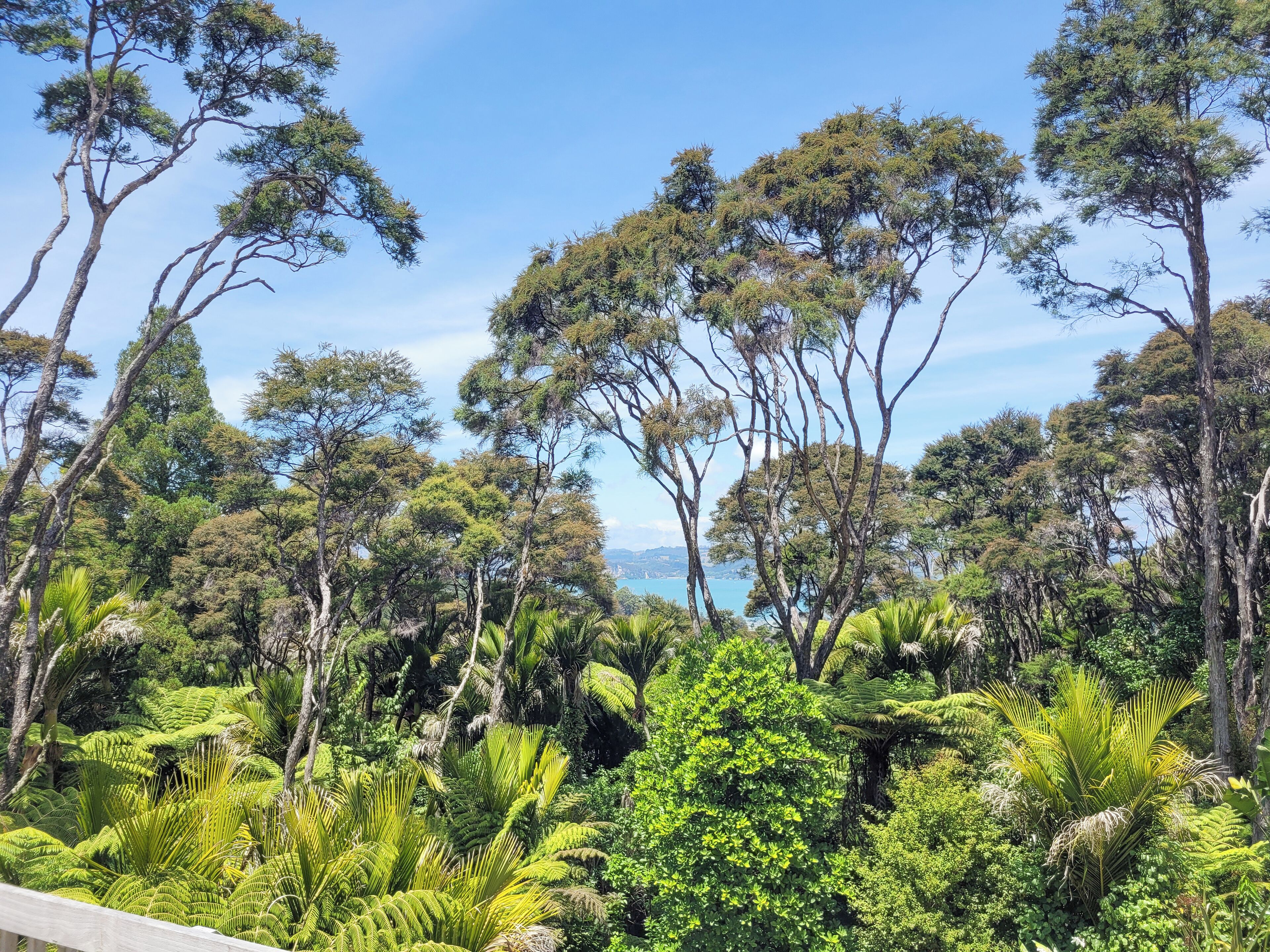Un paisaje exuberante con follaje denso y árboles altos, probablemente un parque natural o jardín botánico.