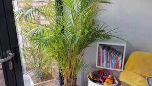 Une pièce chaleureuse avec une grande plante en pot, une bibliothèque et un coin salon confortable avec des coussins.