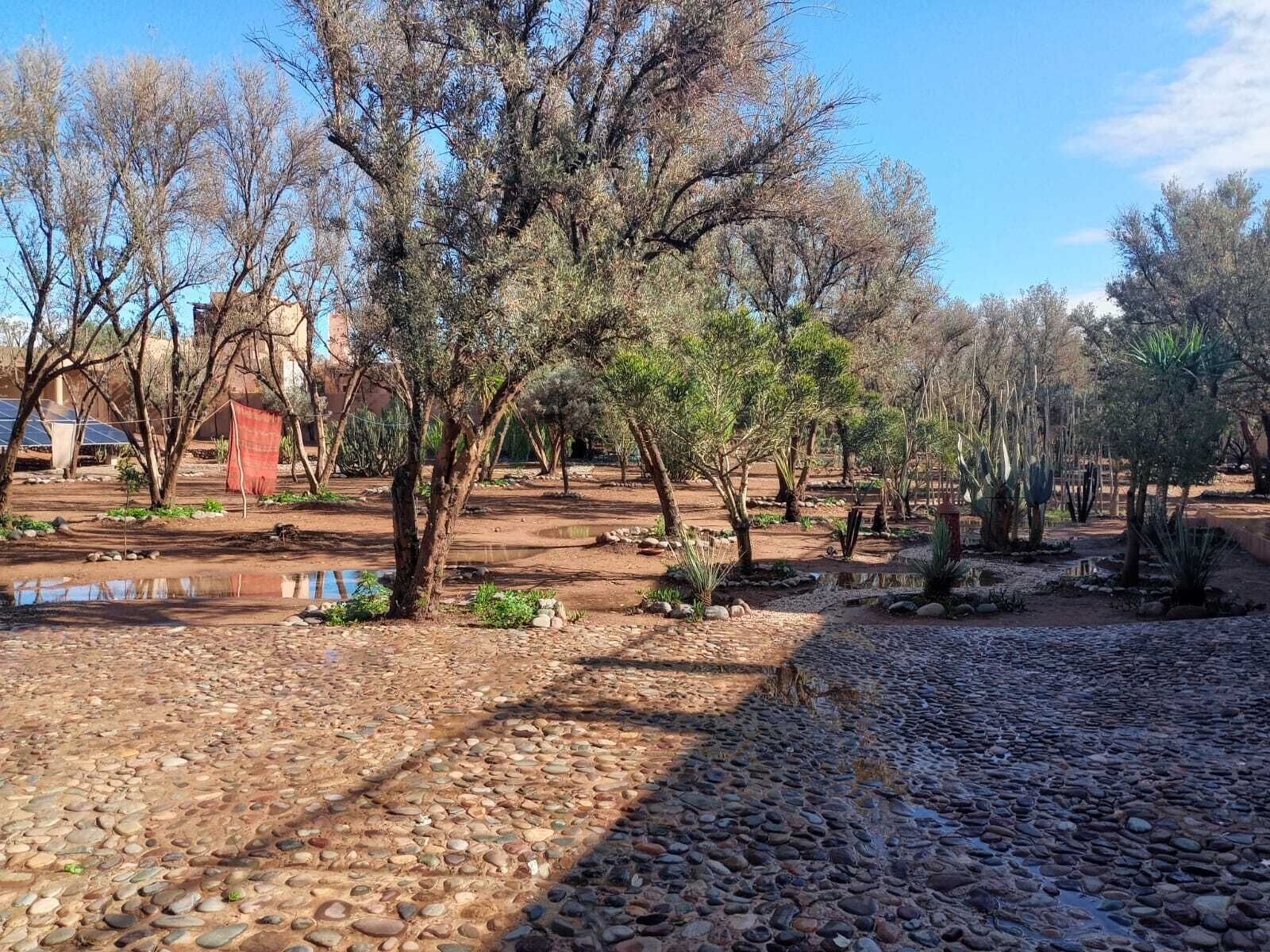 A garden with various trees, a small pond, and a paved walkway.