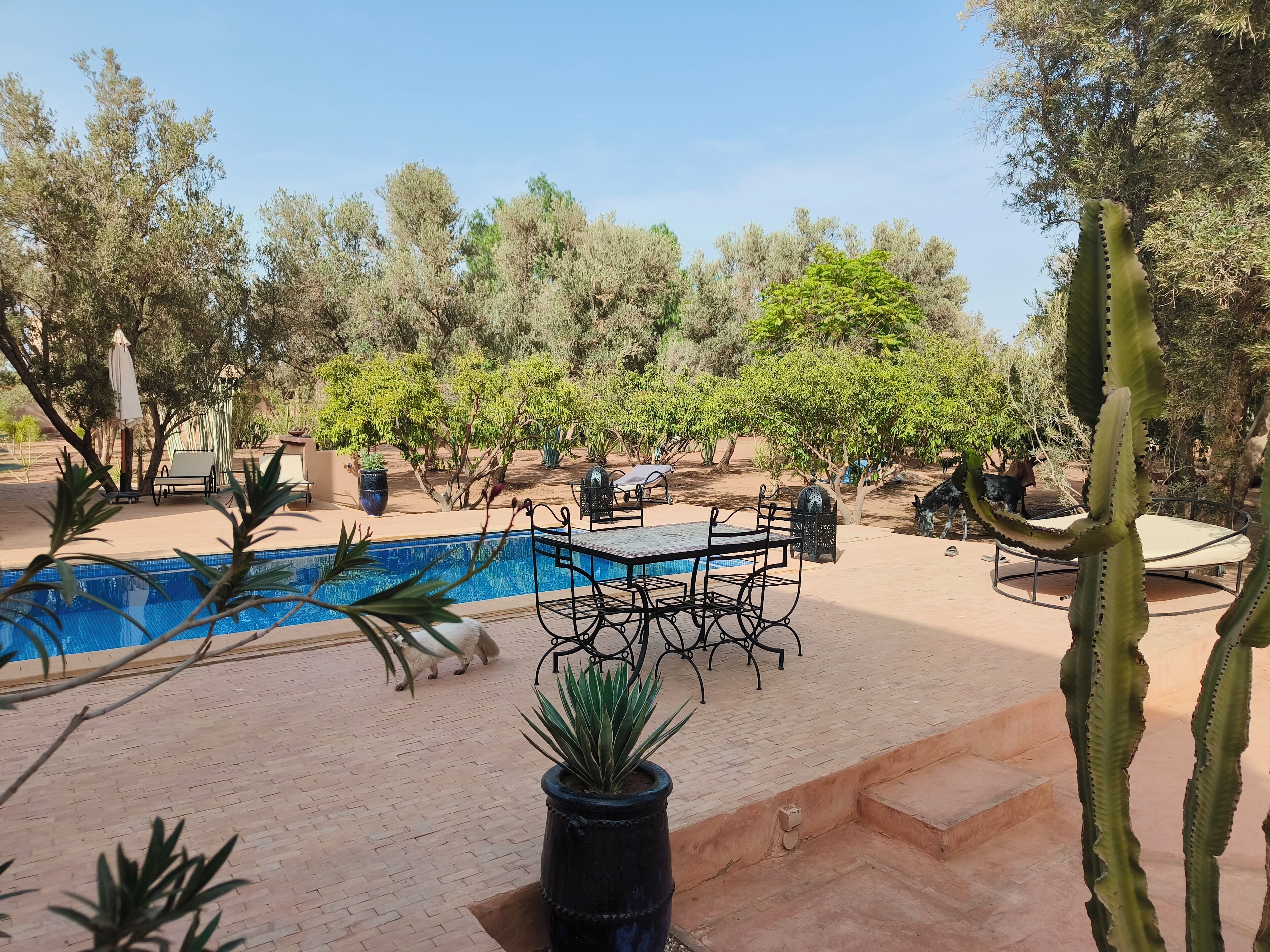 A pool area with a table and chairs, surrounded by greenery and cacti.