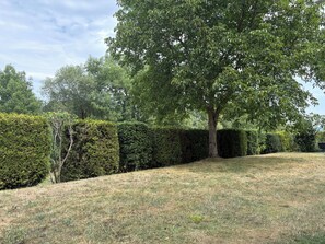 A grassy area with a large tree and neatly trimmed hedges.