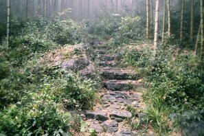 A stone pathway surrounded by dense greenery. - Anji Qile Farm (Anji)