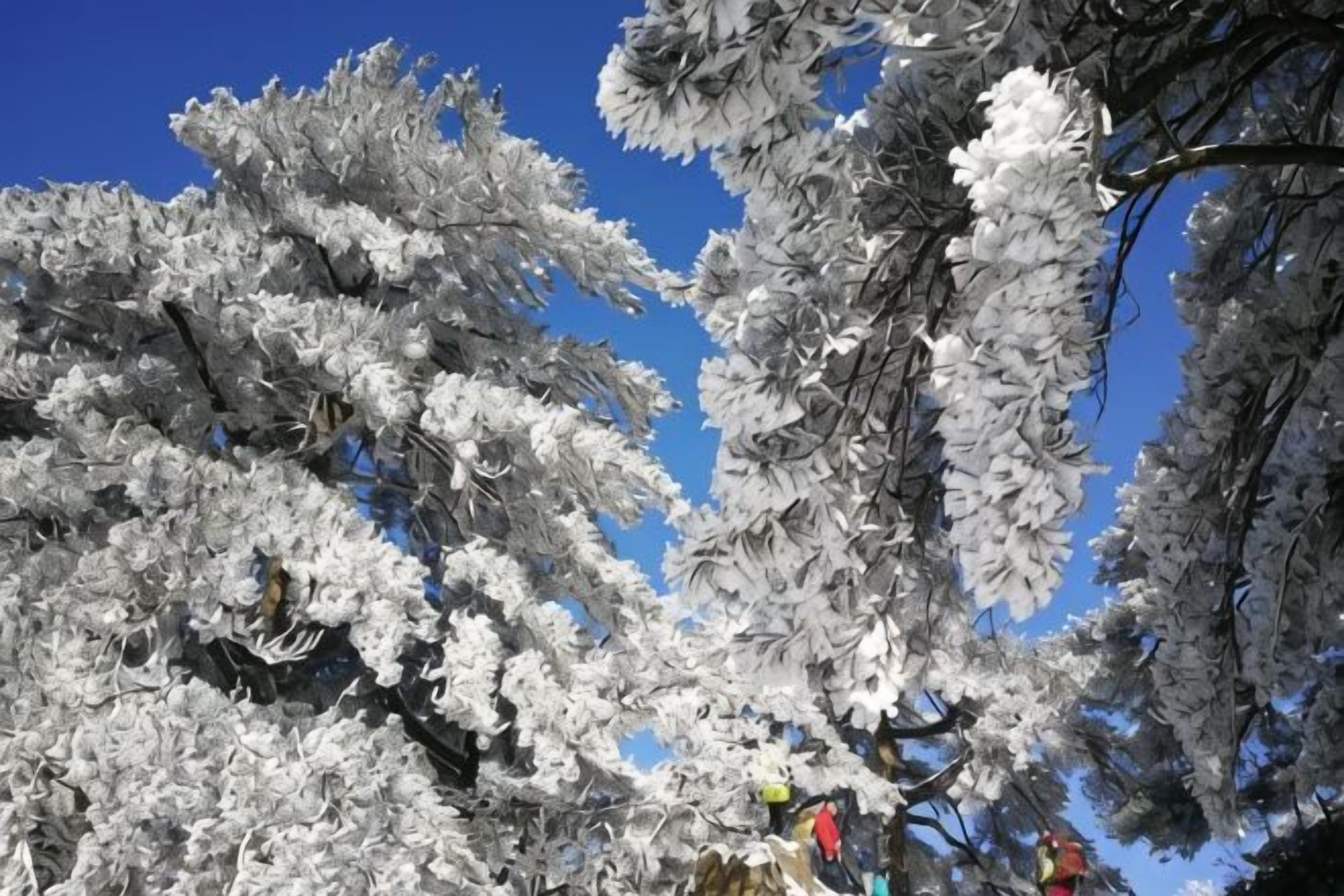 A tree with snow-covered branches against a clear sky.