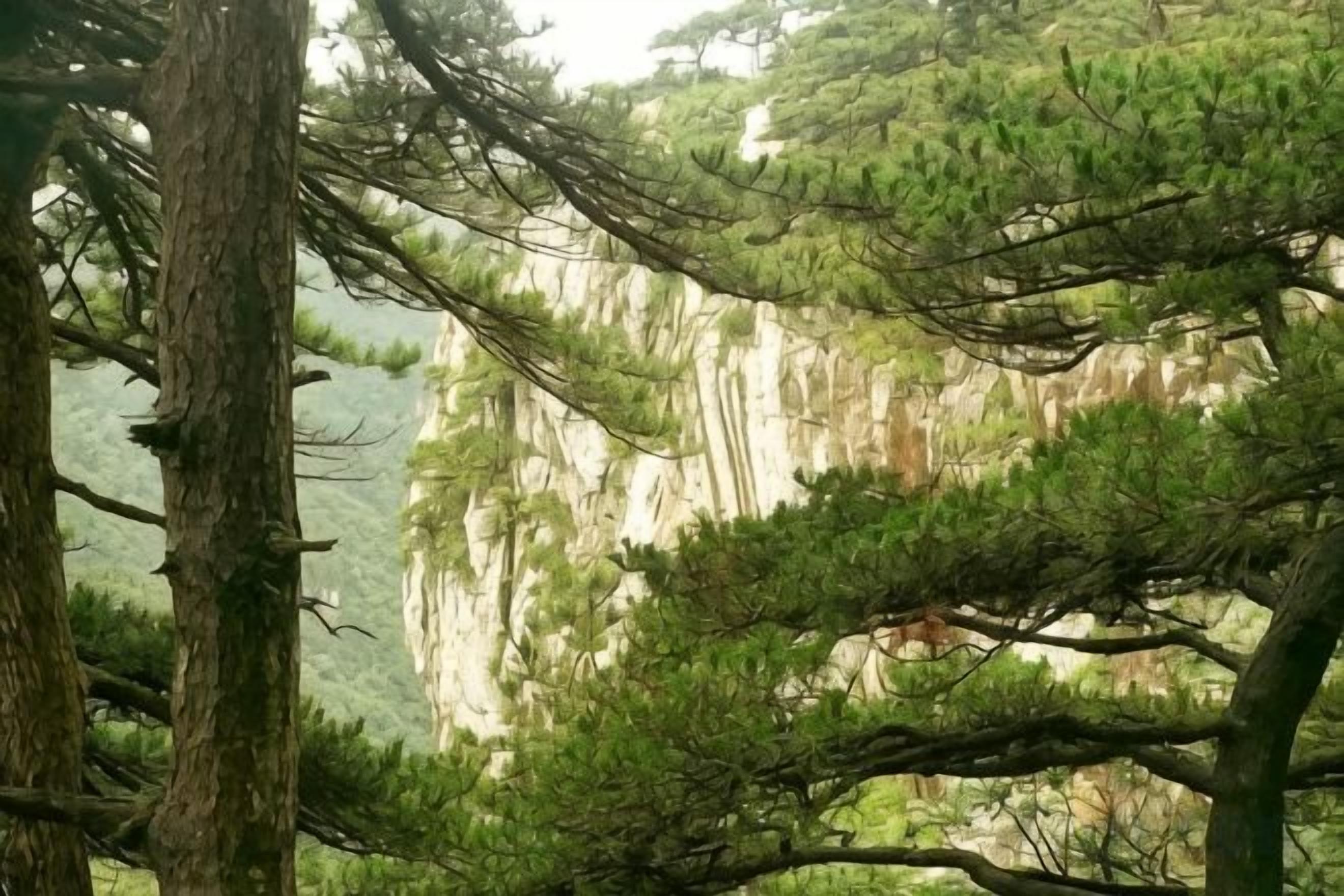 A forested area with tall trees and a cliff in the background.