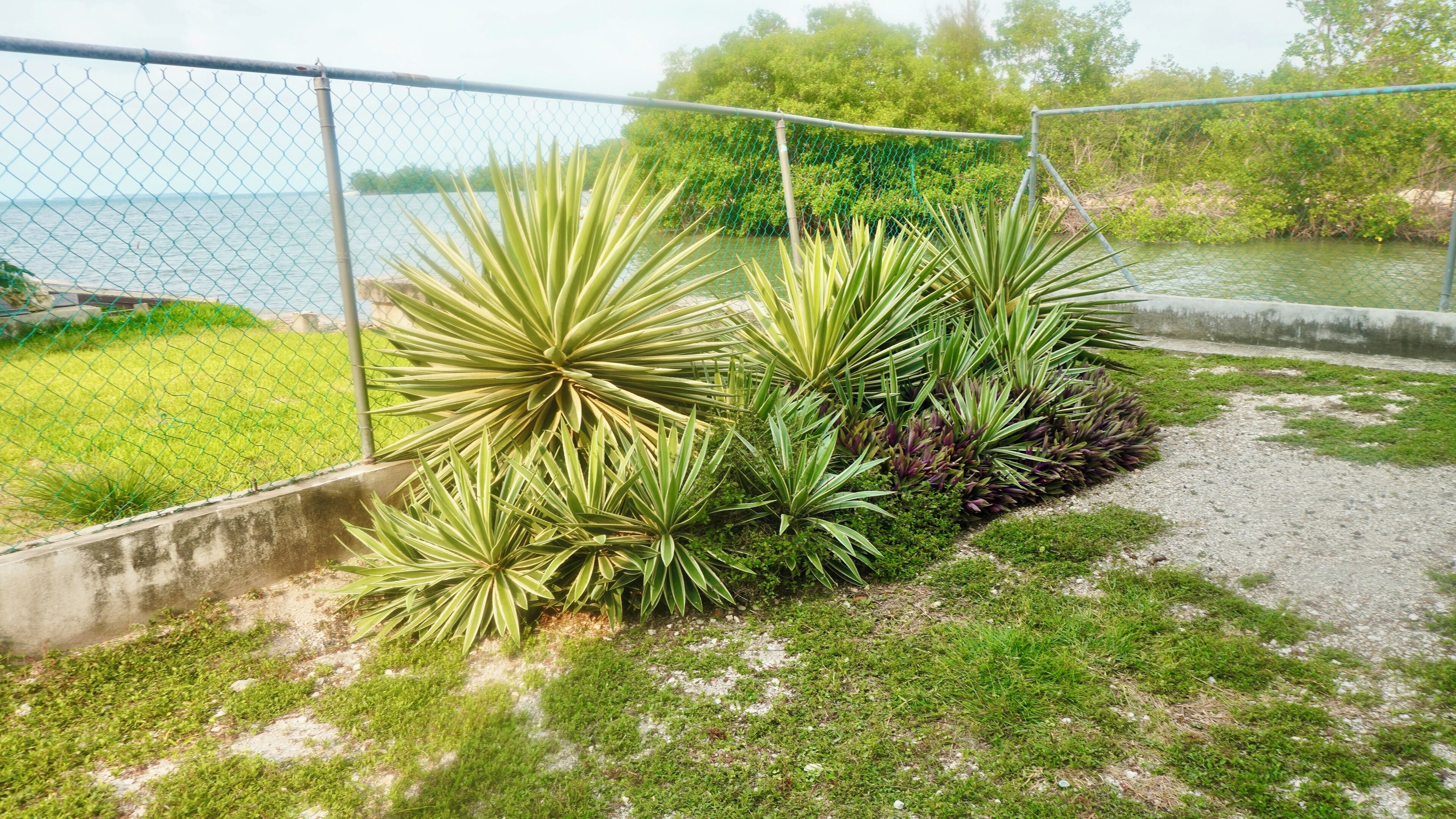 Business Στούντιο, 1 Queen Κρεβάτι, Κουζινούλα, Θέα στη Θάλασσα | Θέα στον κήπο