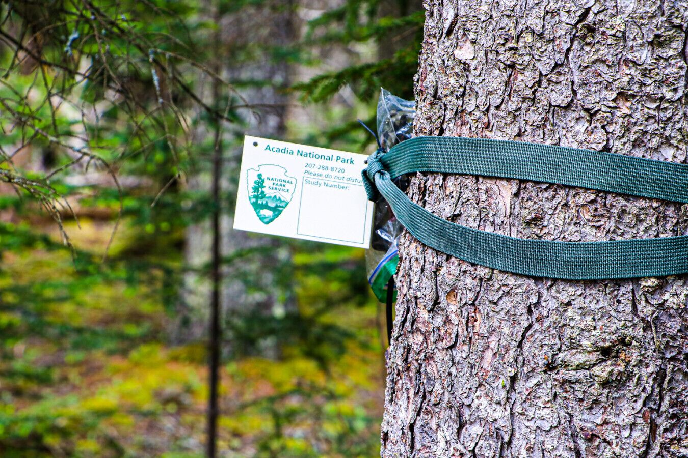 A tree with a study number tag and a National Park Service sign.