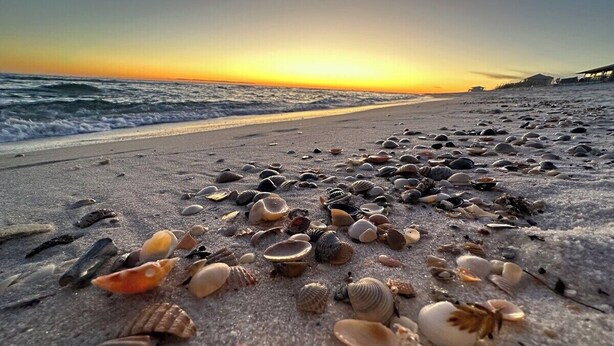 Una playa con diversas conchas marinas esparcidas sobre la arena, un atardecer de fondo y un edificio a la derecha.