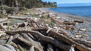 A beach with driftwood and trees.