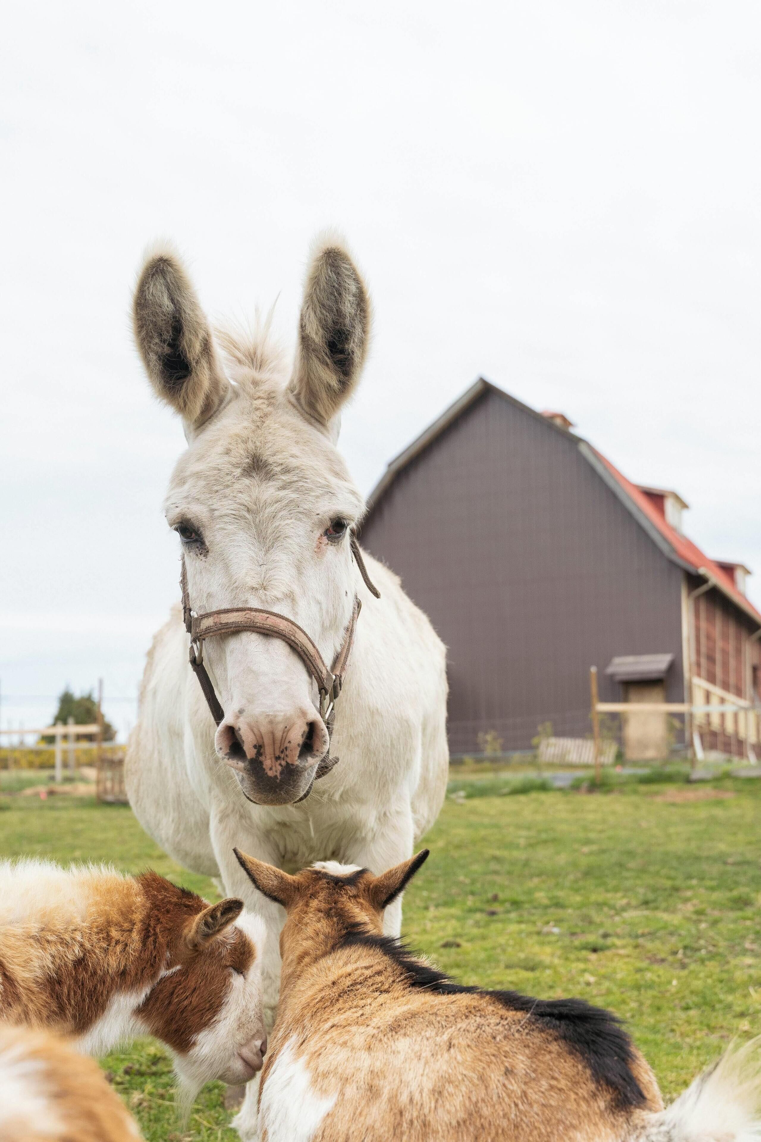 A white horse with a brown bridle standing in a grassy field with a barn in the background.