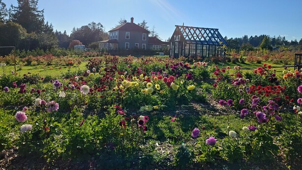 A garden with a variety of flowers and a house in the background.