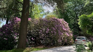 A residential street with a large tree and blooming purple flowers. - Timeless Villa with Grand Garden near Brussels (Overijse)