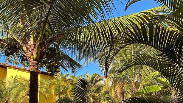 Un exuberante jardín con palmeras y un edificio amarillo.