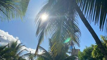 Un sendero bordeado de palmeras y un edificio al fondo.