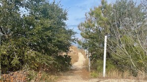 Un sentier sablonneux bordé d’une végétation luxuriante et d’un poteau blanc.
