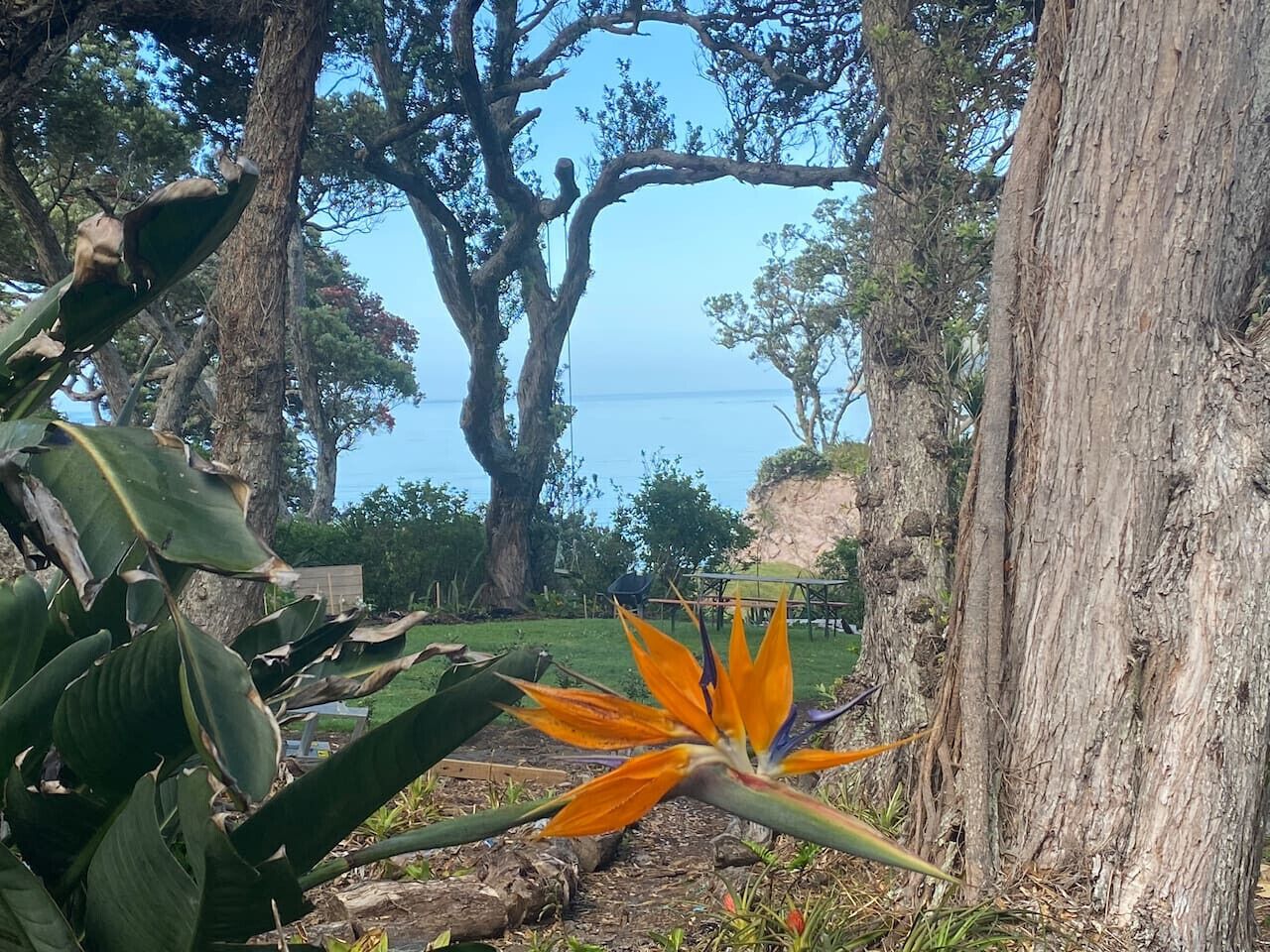 Un jardin tropical agrémenté d’une fleur de paradisier, de grands arbres et offrant une vue sur la mer.