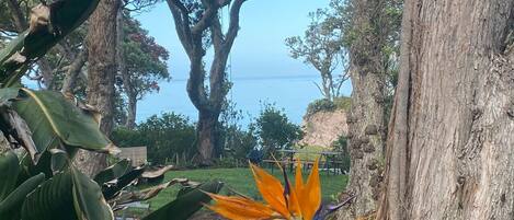 Un jardin tropical agrémenté d’une fleur de paradisier, de grands arbres et offrant une vue sur la mer.