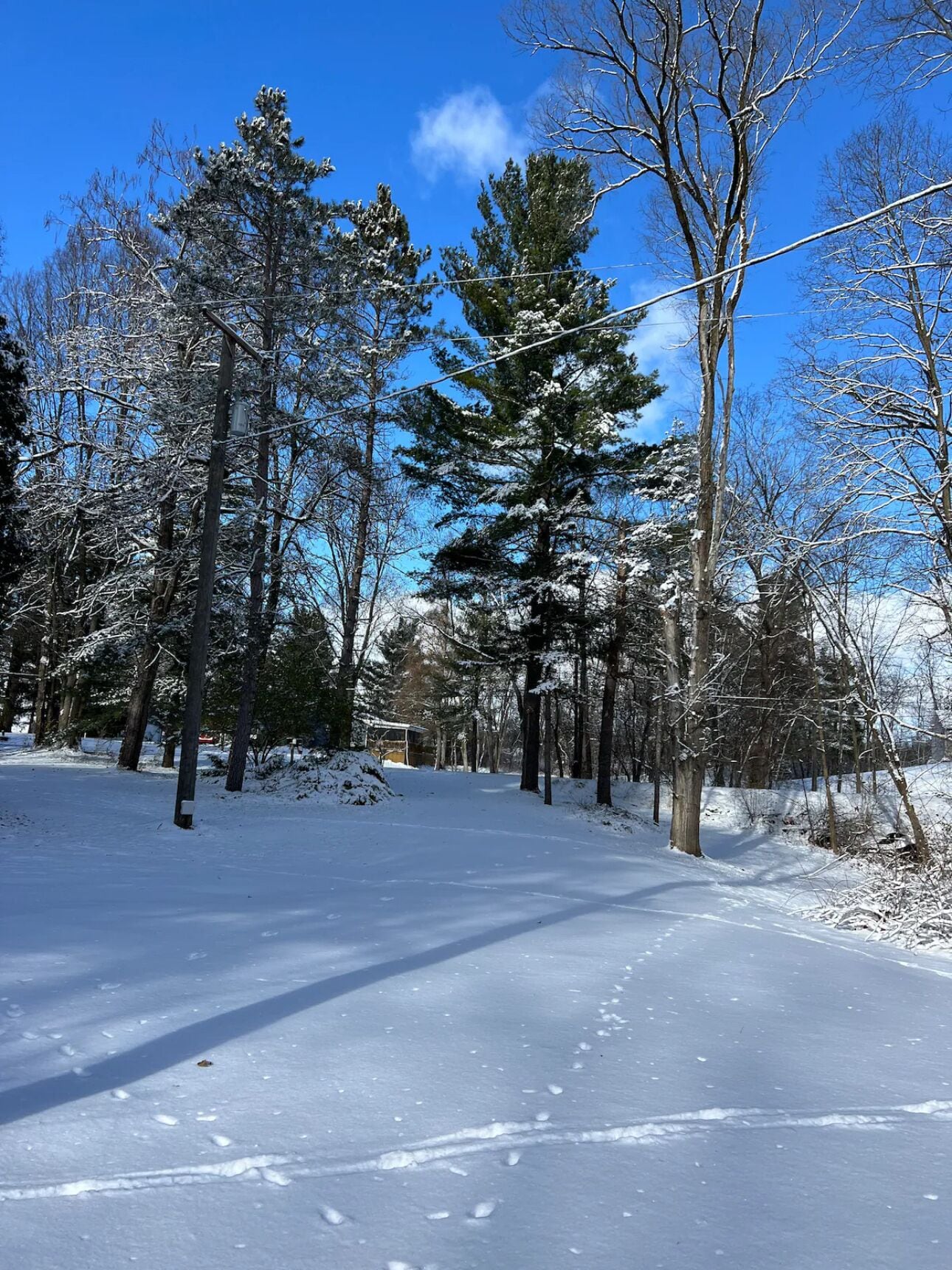 Un sendero cubierto de nieve en un bosque con árboles desnudos y un cielo azul despejado.