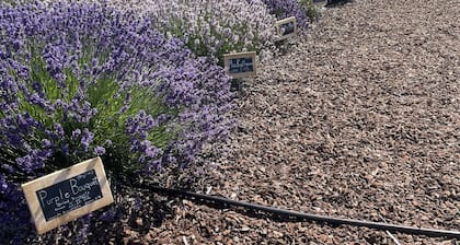 Your own Lavender farm in Sunny Sequim!