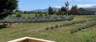 Your own Lavender farm in Sunny Sequim!