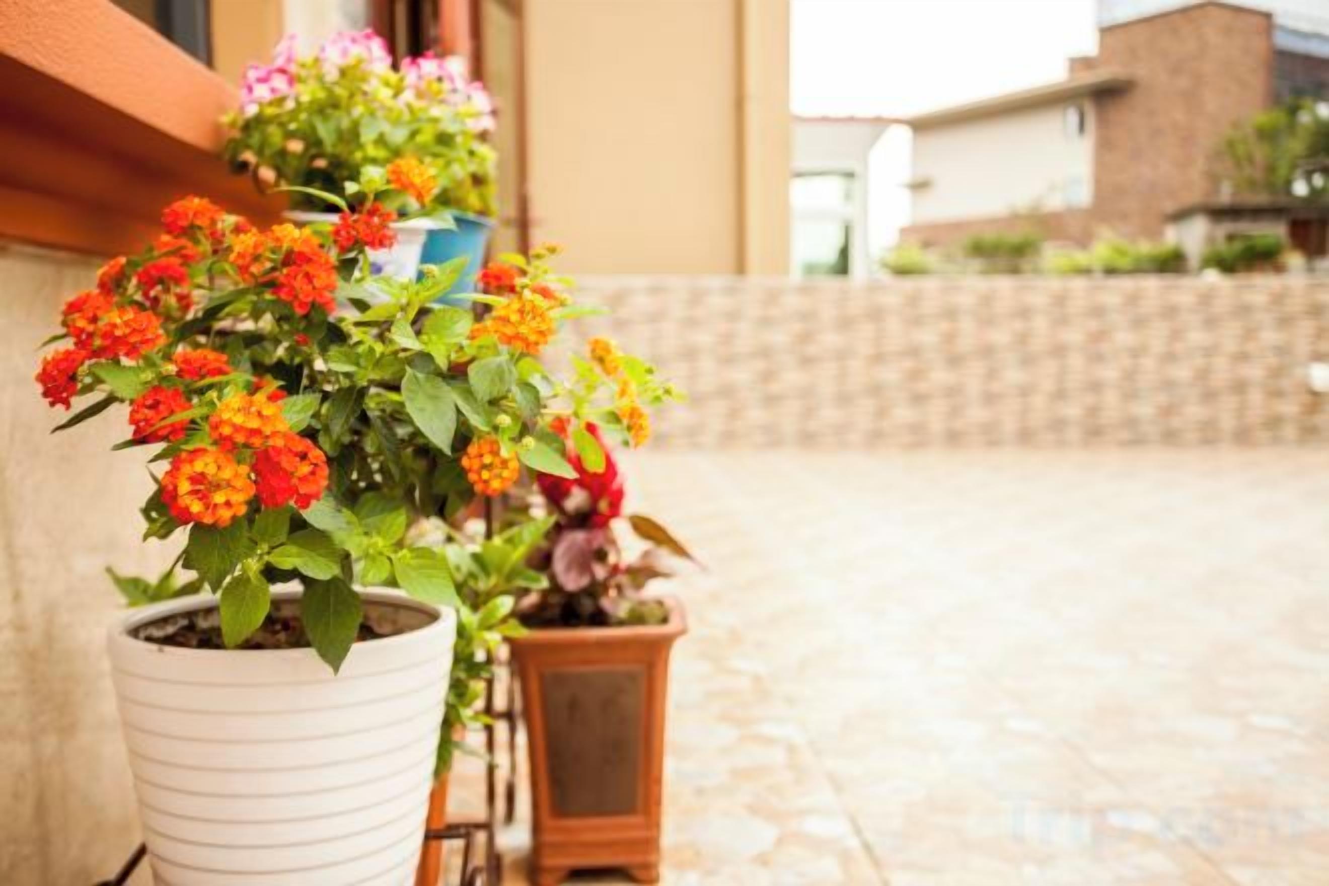 A potted plant with orange flowers in a white pot.