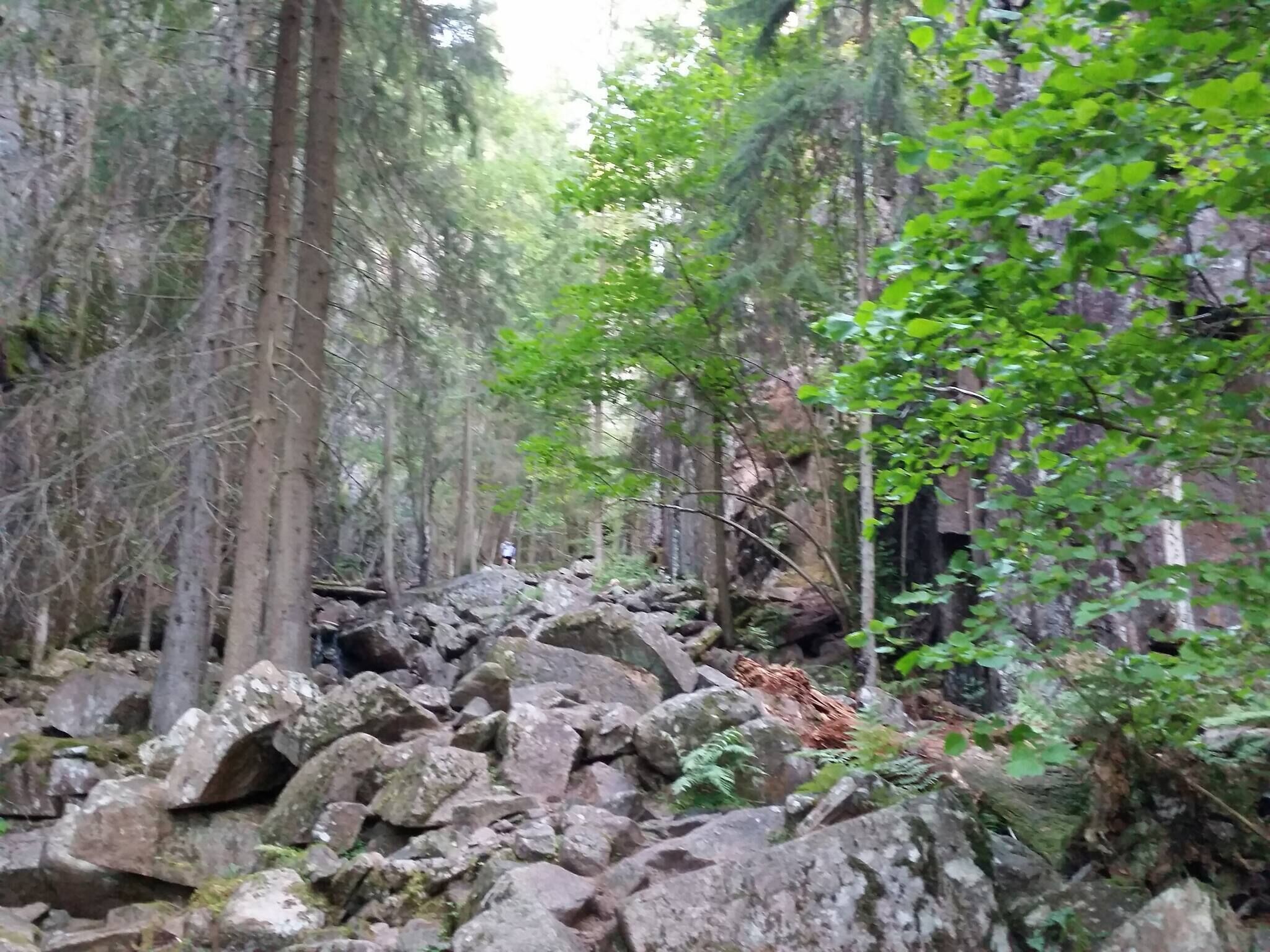 Un área boscosa con rocas grandes y árboles.