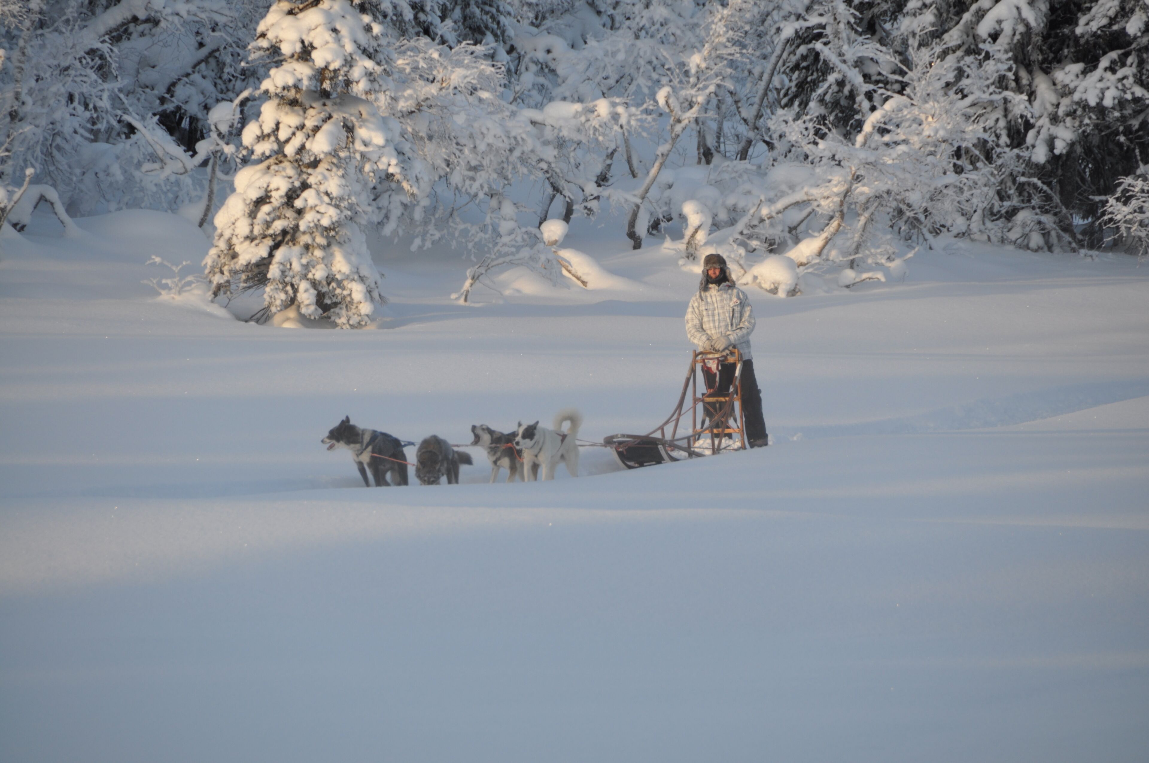 A person pulling a sled with dogs in a snowy landscape.