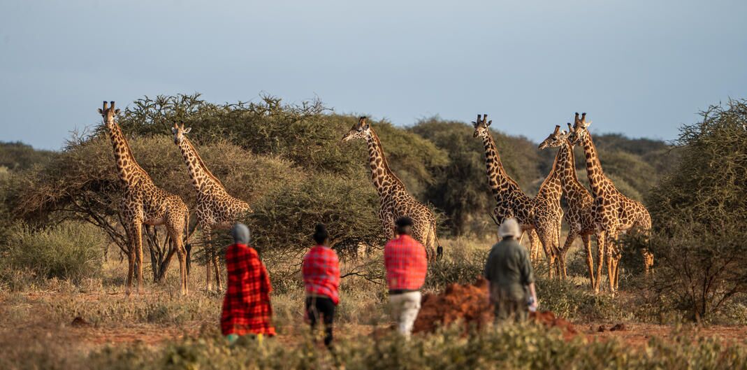A safari scene with giraffes and people in the background.