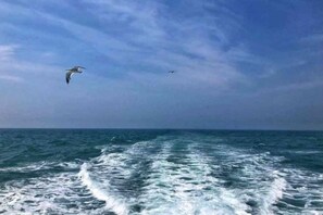 The wake of a boat on a body of water with birds flying in the sky. - Dahai Zhizi Inn (Zhoushan)