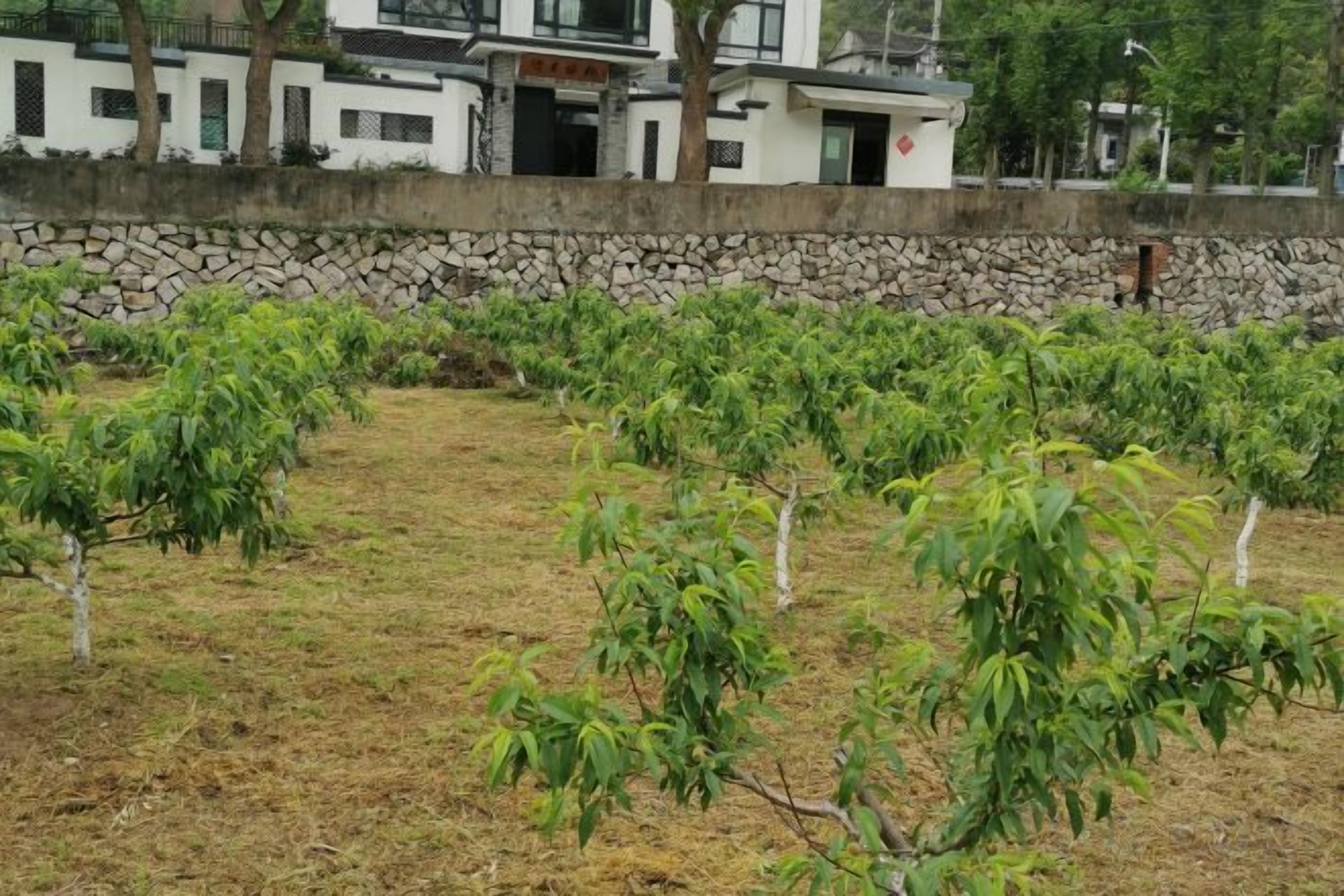 Viñedo con hileras de árboles jóvenes, un muro de piedra y un edificio al fondo.