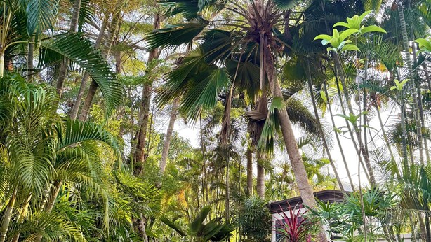 Un sendero bordeado de abundante vegetación y palmeras, que conduce a un edificio con un farolillo rojo.