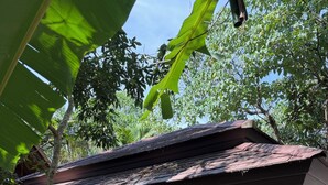 Una casa tradicional con techo de tejas, rodeada de exuberante follaje y un jardín.