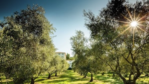 An olive grove with rows of trees and a building in the background. - Château les Gardis (Lourmarin)