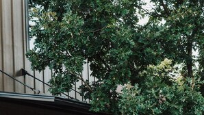 A building with a large glass window, a wooden fence, and a tree in front. - Rancher’s Rest — Modern Western King Suite | Gaines Ranch on the Square (Wimberley)