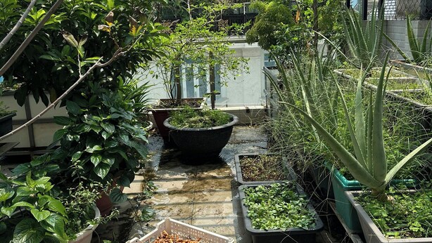 A rooftop garden with various potted plants and a small structure.