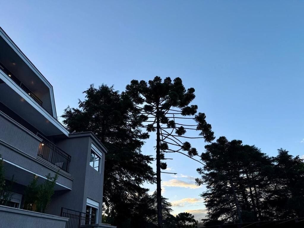 A modern building with a balcony and a tall tree in front.