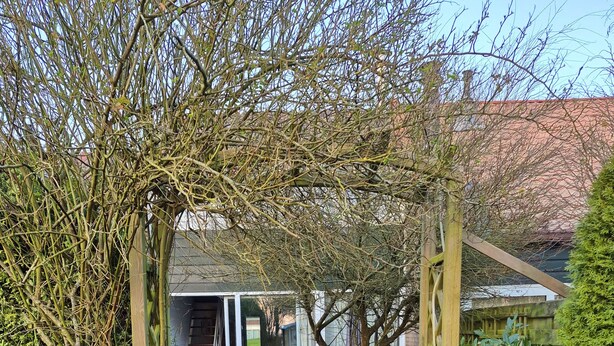 A garden patio with a table and chairs, surrounded by potted plants and a wooden pergola. - Vacation home with great garden and kitchen in Bruinisse near Renesse private park (Bruinisse)