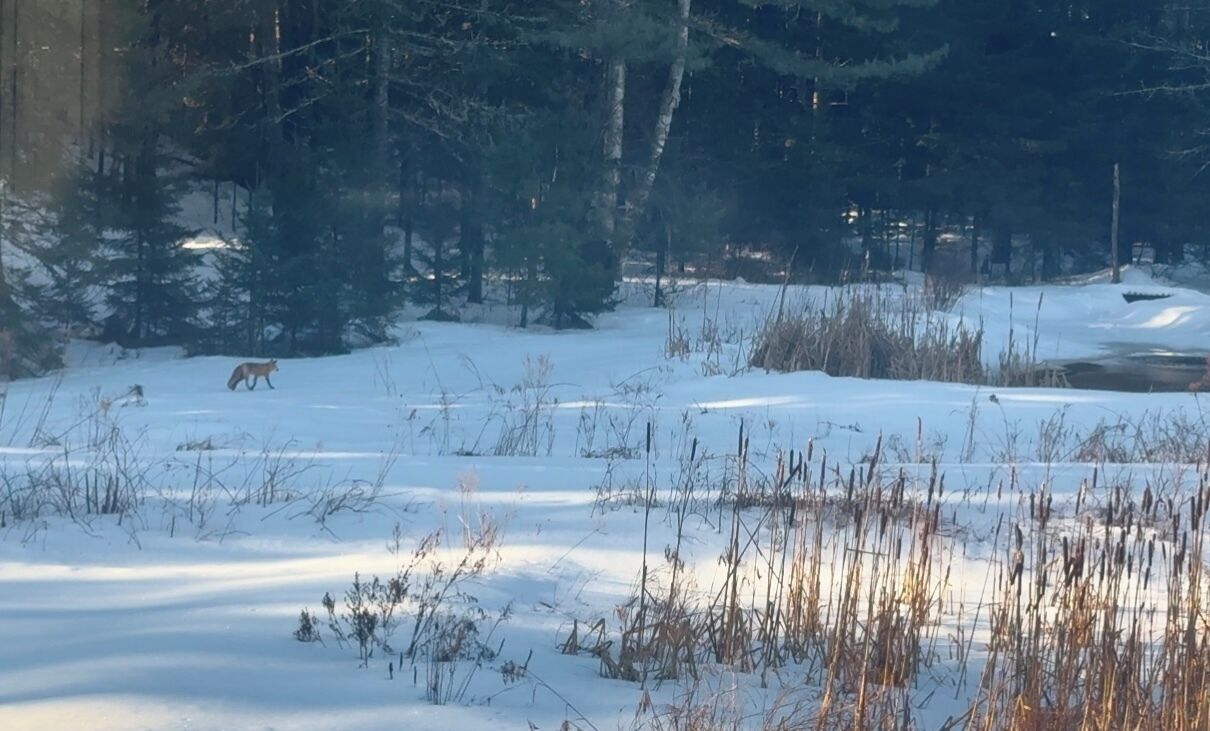 A snowy landscape with a fox in the distance.