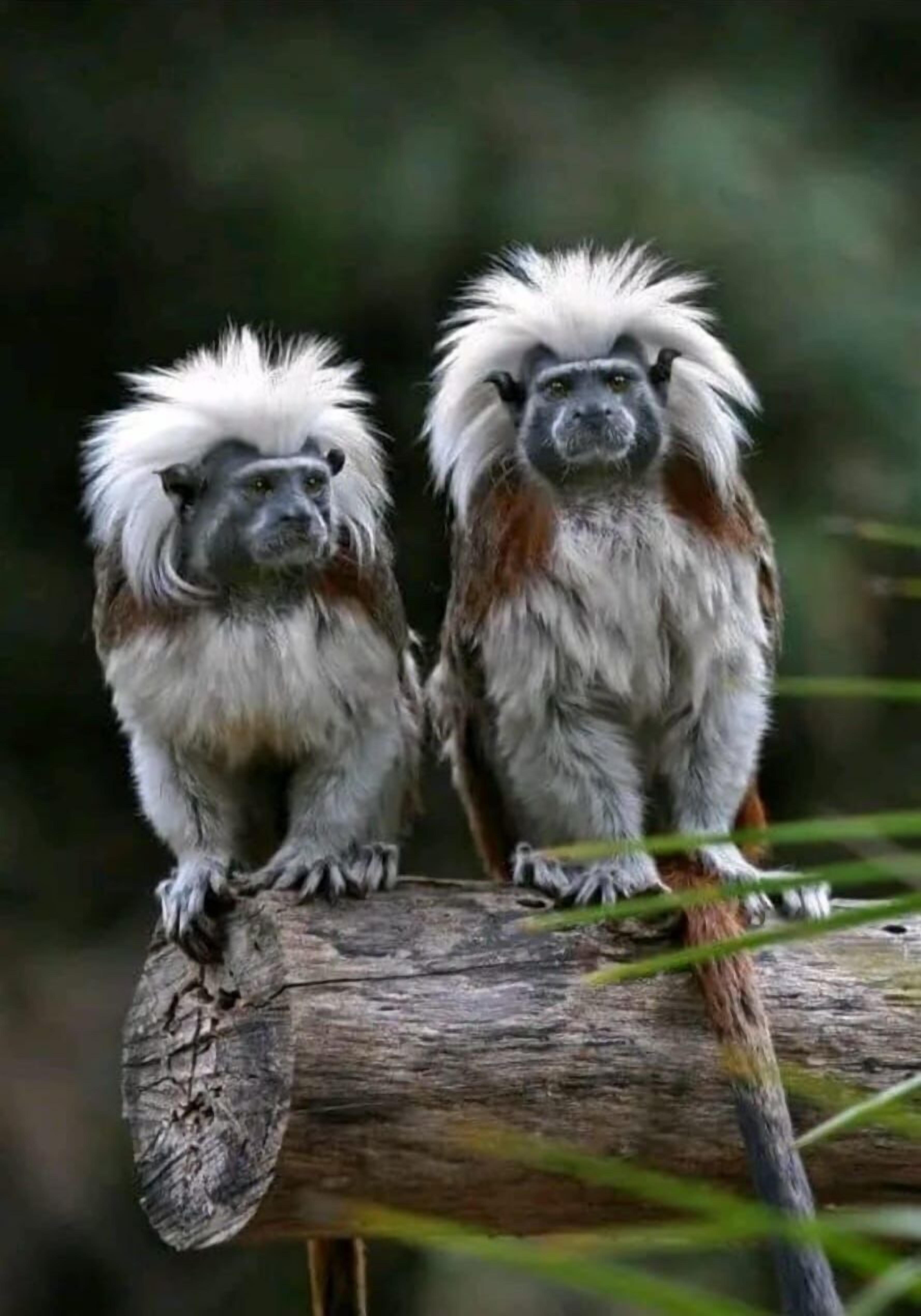 Two monkeys with white and gray fur sitting on a log.