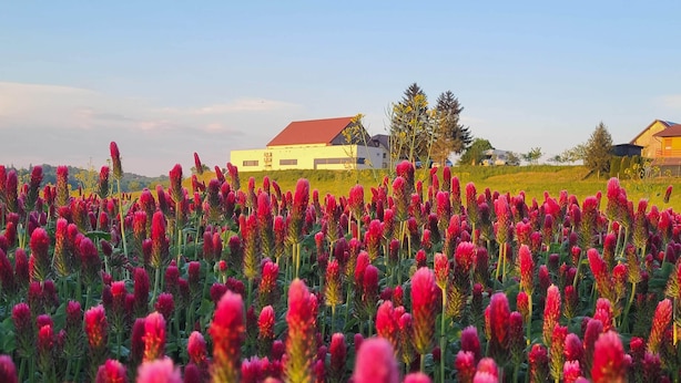 A field of red flowers with a white building in the background. - Winery and Apartments Marof (Bistrica ob Sotli)