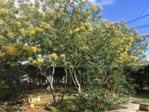 Property grounds - Rent House south tip of Ile d'Oléron - Saint Trojan Les Bains (17) (Saint-Trojan-les-Bains)