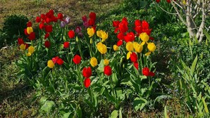 A white building with red shutters and a garden with red and yellow tulips. - Quiet, flower-filled house in the countryside, good location, easy access (Le Grand-Lemps)