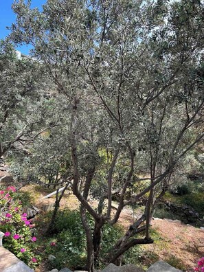 Property grounds - Grandpa Simos' Traditional Guest House (B) (Tinos)