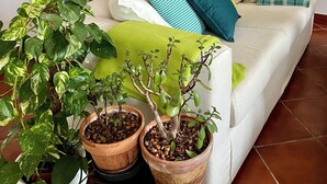A living room with a white sofa, green and blue cushions, a coffee table with potted plants, a bookshelf with books, and a wall with framed artwork.