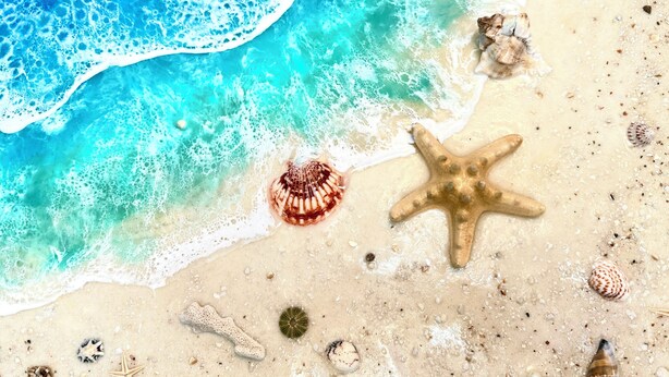 A beach with clear turquoise water, a starfish, and various shells.