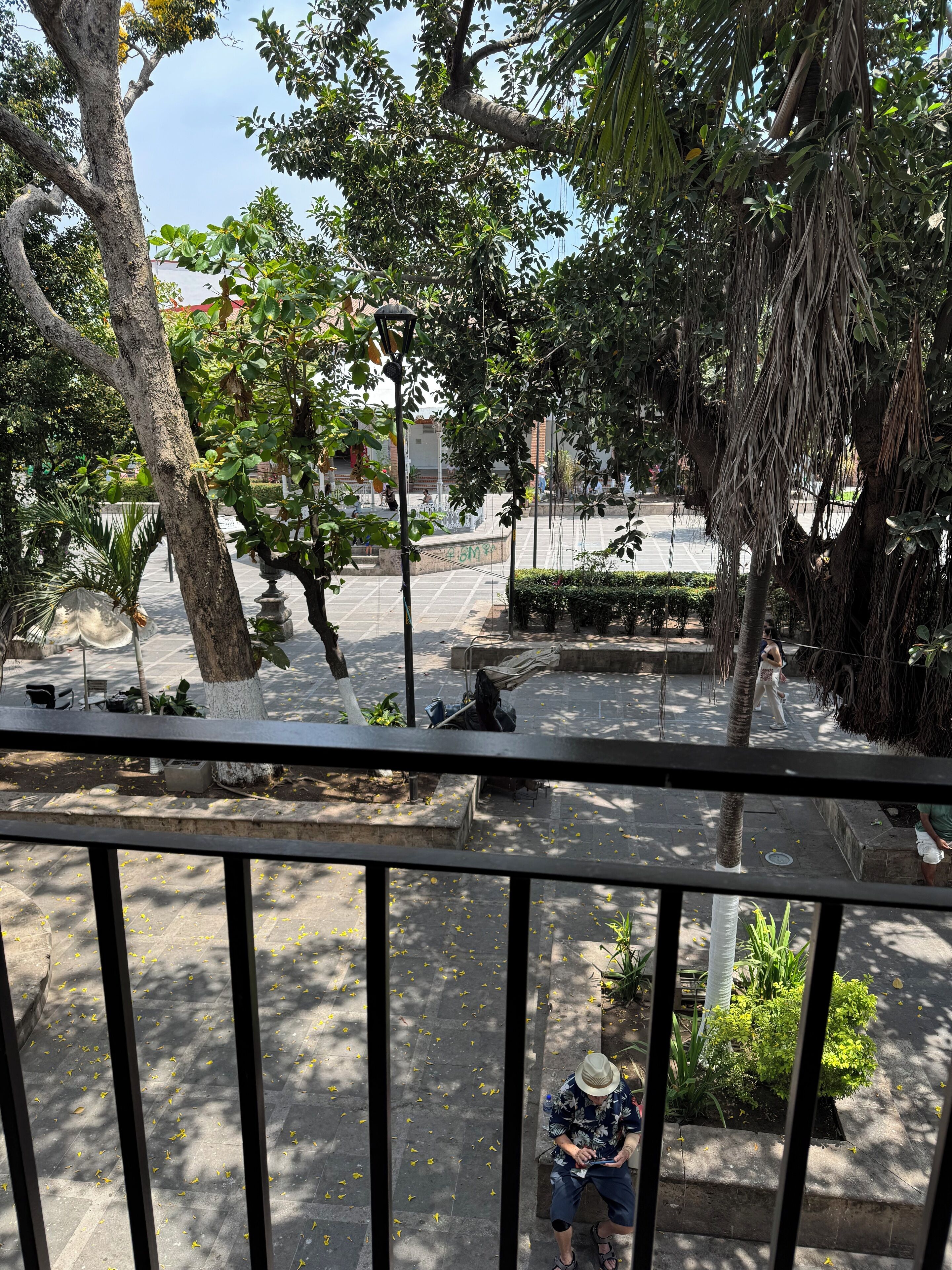 ヒカゲノカズラ　　キューピット様 f9459680-bf70-46ca-be9b-