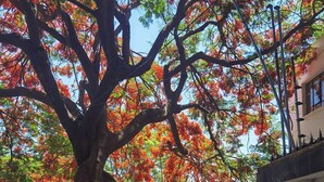 A tree-lined street with a pedestrian walking away from the camera. - Room-your Best Hideaway in the Coolest n (Zapopan)