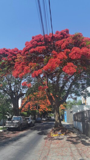 Une rue bordée d’arbres, avec des voitures garées et un ciel bleu dégagé.