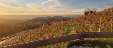 A vineyard with rows of grapevines and a wooden fence in the foreground.