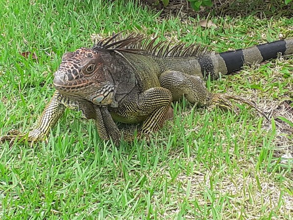 Una iguana sobre hierba.