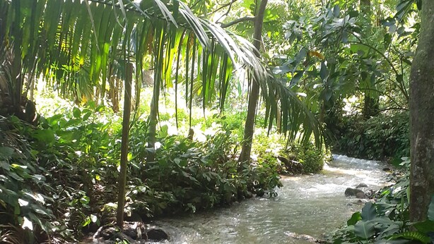 A stream flowing through a lush, green forest.